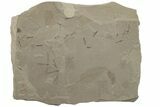 Two Fossil Leaves with Detailed Crane Flies - Green River Formation #213333-1
